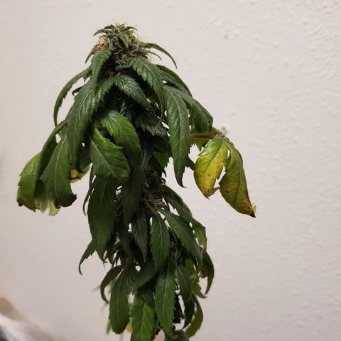 Blueberry Auto growlog photo: Reggie 