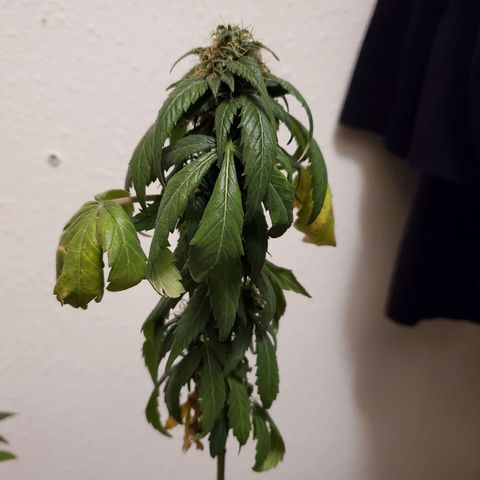 Blueberry Auto growlog photo: Reggie 