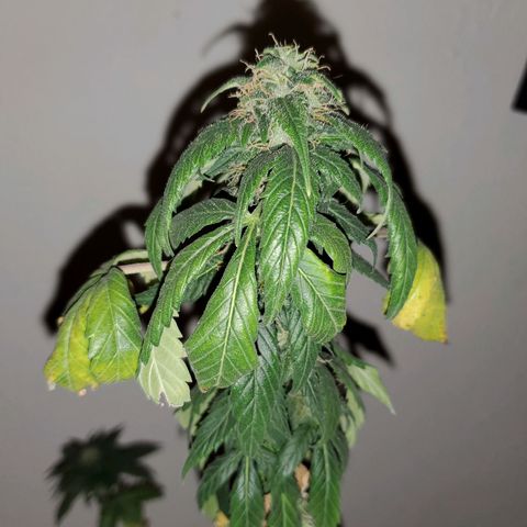 Blueberry Auto growlog photo: Reggie 