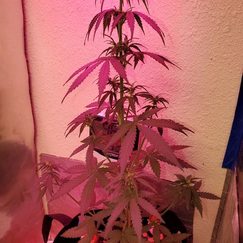 Blue Gorilla Autos growlog photo: Blueberry