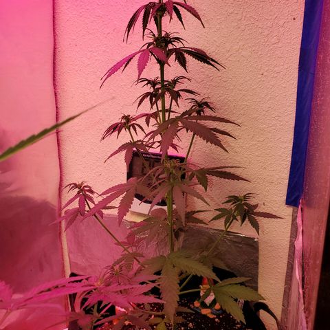 Blue Gorilla Autos growlog photo: Blueberry