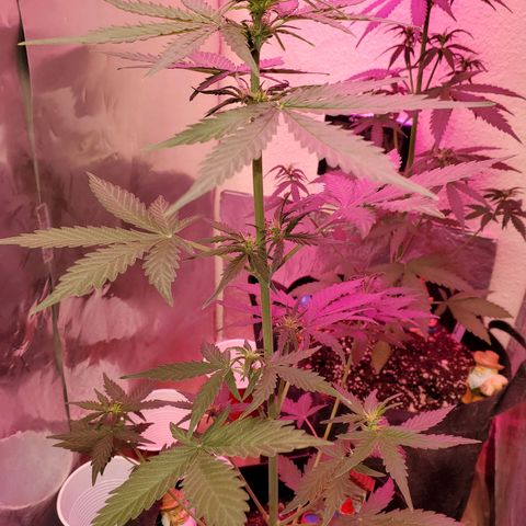 Blue Gorilla Autos growlog photo: Gorilla Glue