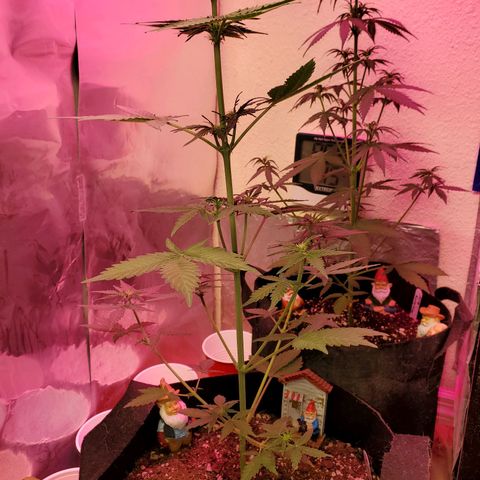 Blue Gorilla Autos growlog photo: Gorilla Glue
