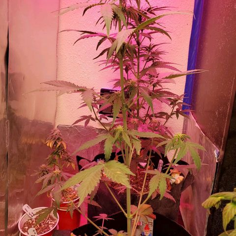 Blue Gorilla Autos growlog photo: GG
