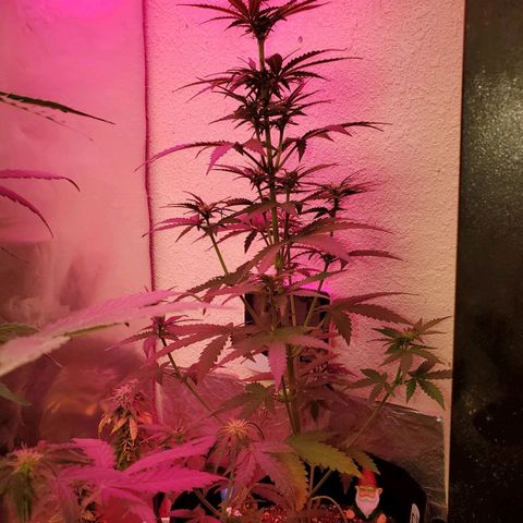 Blue Gorilla Autos growlog photo: Blueberry