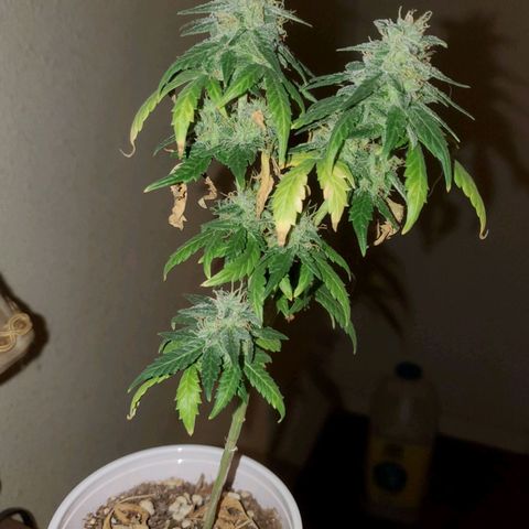 Blueberry Auto growlog photo: Blueberry 