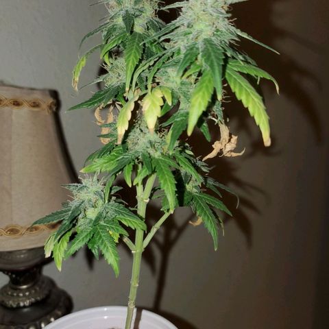 Blueberry Auto growlog photo: Blueberry 
