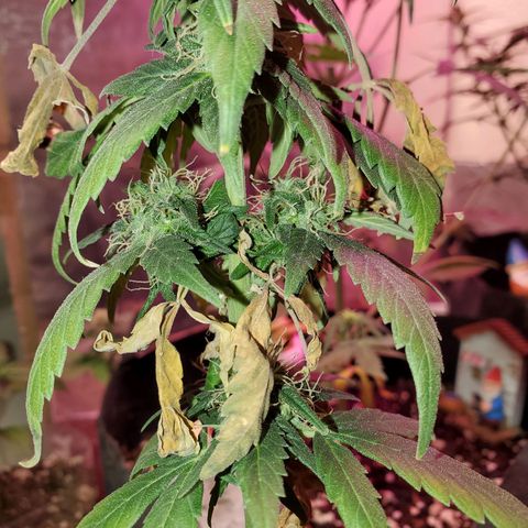 Blueberry Auto growlog photo: Reggie