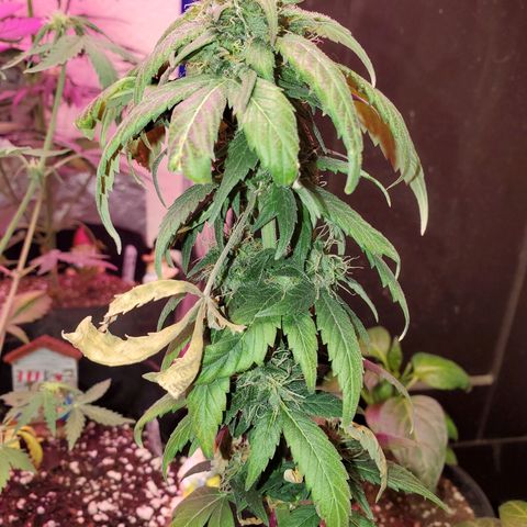 Blueberry Auto growlog photo: Reggie