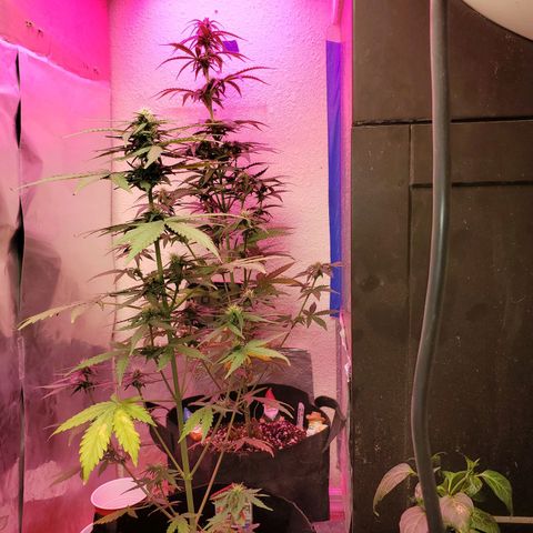 Blue Gorilla Autos growlog photo: Gorilla glue in front....Blueberry in back