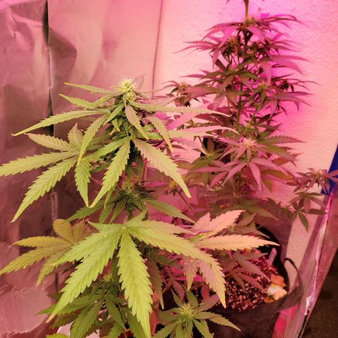 Blue Gorilla Autos growlog photo: Gorilla glue in front....Blueberry in back