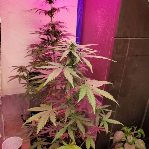 Blue Gorilla Autos growlog photo: Gorilla glue in front....Blueberry in back