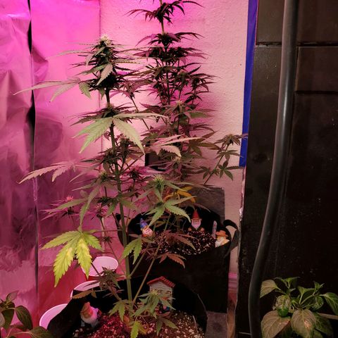 Blue Gorilla Autos growlog photo: Gorilla glue in front....Blueberry in back