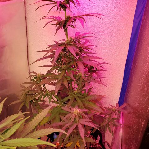 Blue Gorilla Autos growlog photo: Gorilla glue in front....Blueberry in back