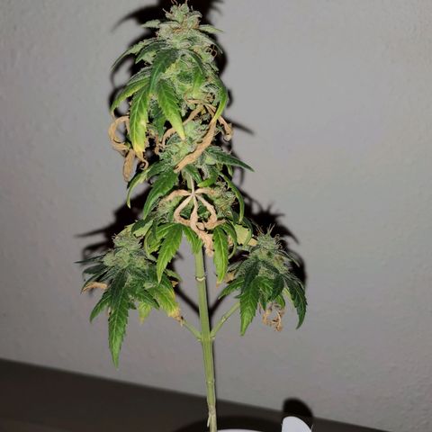 Blueberry Auto growlog photo: Blueberry coming to a close