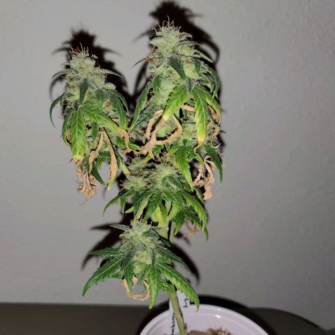 Blueberry Auto growlog photo: Blueberry coming to a close