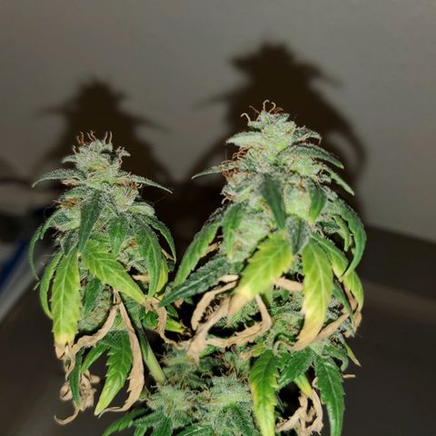 Blueberry Auto growlog photo: Last Blueberry going under 48 hrs out darkness before getting chopped 