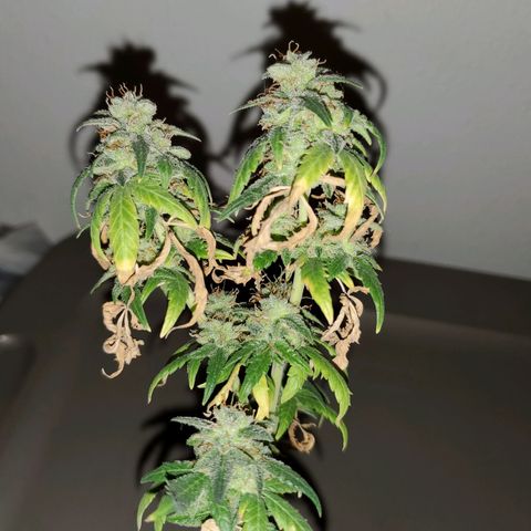 Blueberry Auto growlog photo: Last Blueberry going under 48 hrs out darkness before getting chopped 