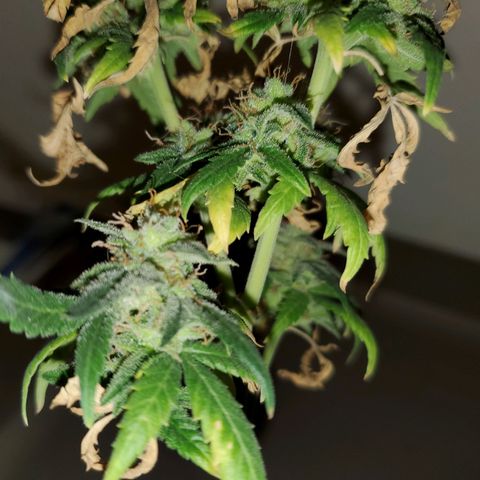 Blueberry Auto growlog photo: Last Blueberry going under 48 hrs out darkness before getting chopped 