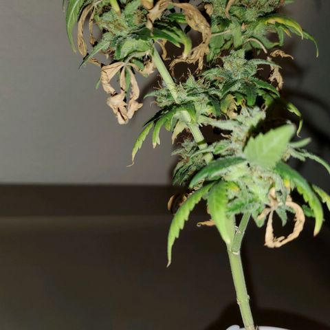Blueberry Auto growlog photo: Last Blueberry going under 48 hrs out darkness before getting chopped 