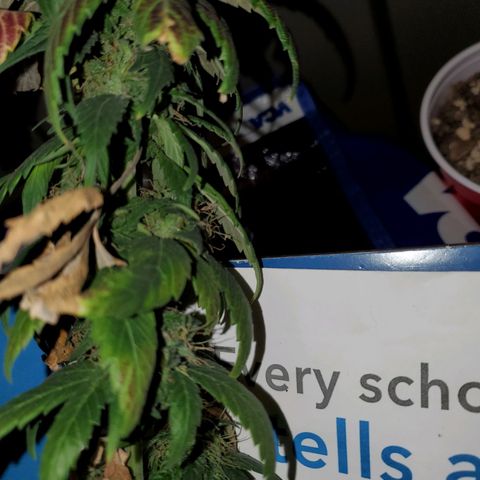 Blueberry Auto growlog photo: Last Photo of Reggie going into 48 hrs of darkness 