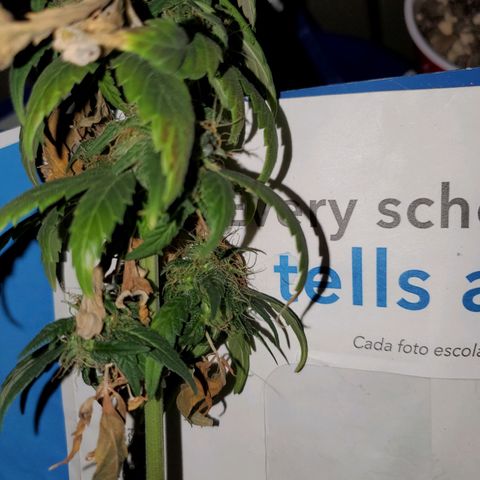 Blueberry Auto growlog photo: Last Photo of Reggie going into 48 hrs of darkness 