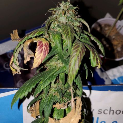Blueberry Auto growlog photo: Last Photo of Reggie going into 48 hrs of darkness 