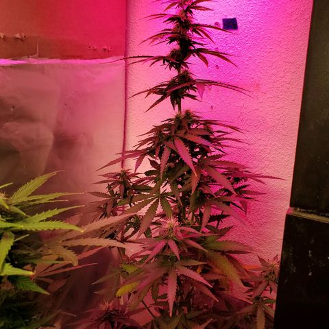 Blue Gorilla Autos growlog photo: Auto Blueberry and GG Auto (Front)