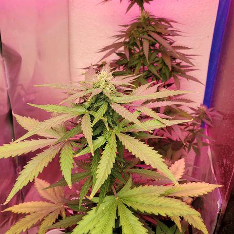 Blue Gorilla Autos growlog photo: Auto Blueberry and GG Auto (Front)