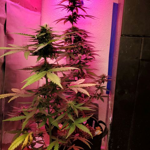 Blue Gorilla Autos growlog photo: Auto Blueberry and GG Auto (Front)