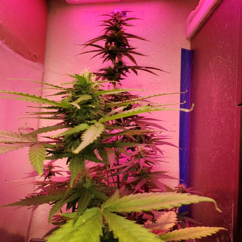 Blue Gorilla Autos growlog photo: Auto Blueberry and GG Auto (Front)