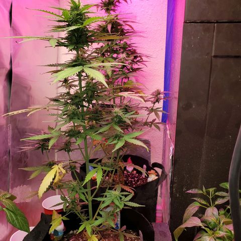Blue Gorilla Autos growlog photo: Blueberry and GG Auto.


Feeding 4--4-4