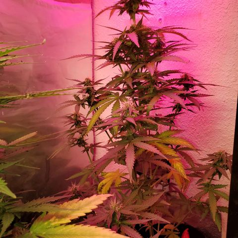 Blue Gorilla Autos growlog photo: Blueberry and GG Auto.


Feeding 4--4-4