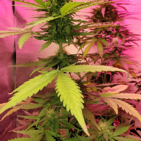 Blue Gorilla Autos growlog photo: Blueberry and GG Auto.


Feeding 4--4-4