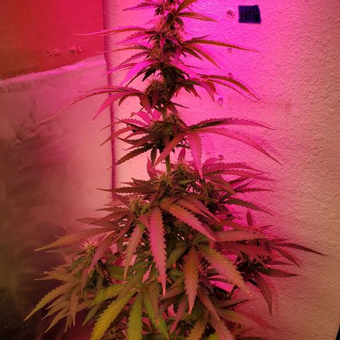 Blue Gorilla Autos growlog photo: Blueberry and GG Auto.


Feeding 4--4-4