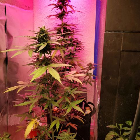 Blue Gorilla Autos growlog photo: Blueberry and GG Auto.


Feeding 4--4-4