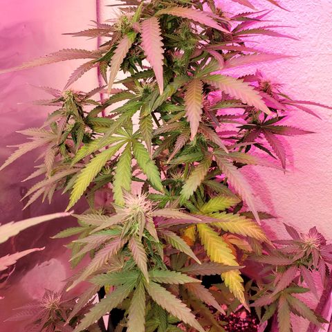 Blue Gorilla Autos growlog photo: Blueberry and GG Auto.


Feeding 4--4-4