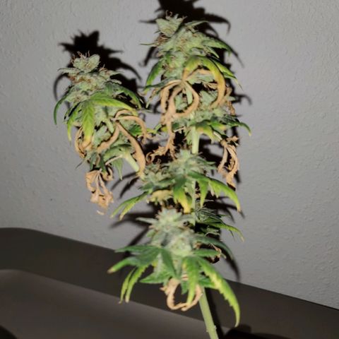 Blueberry Auto growlog photo: Blueberry harvested 