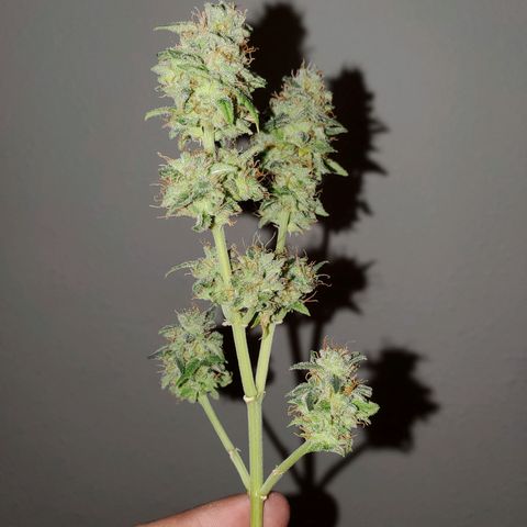Blueberry Auto growlog photo: Blueberry harvested 