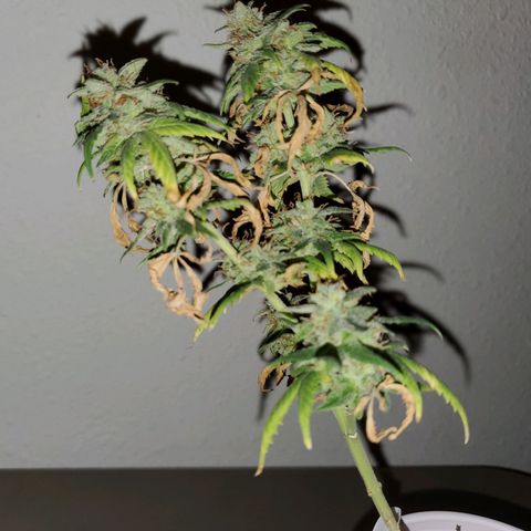Blueberry Auto growlog photo: Blueberry harvested 