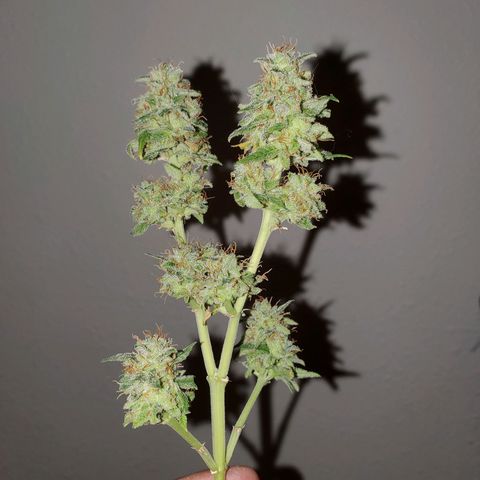 Blueberry Auto growlog photo: Blueberry harvested 