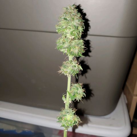 Blueberry Auto growlog photo: Bagseed photoperiod harvested 