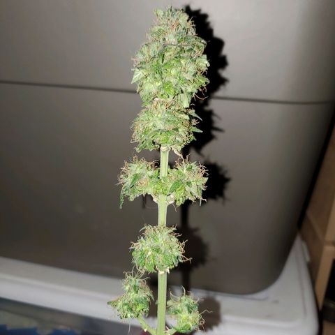 Blueberry Auto growlog photo: Bagseed photoperiod harvested 