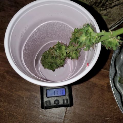 Blueberry Auto growlog photo: Bagseed photoperiod harvested 