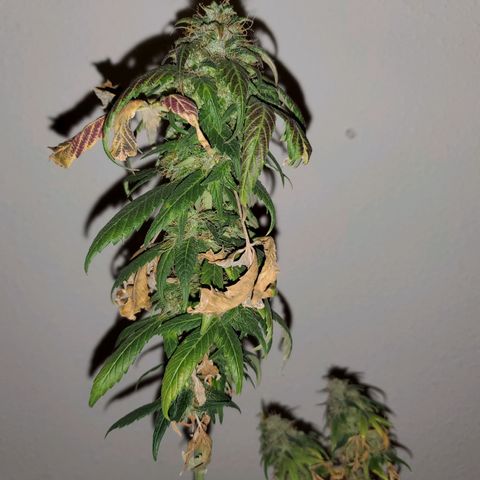 Blueberry Auto growlog photo: Bagseed photoperiod harvested 