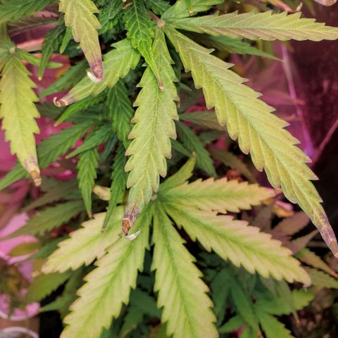 Blue Gorilla Autos growlog photo: Heat stress,  Temps have been hitting the high 90s