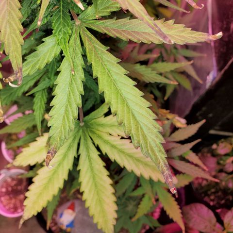 Blue Gorilla Autos growlog photo: Heat stress,  Temps have been hitting the high 90s