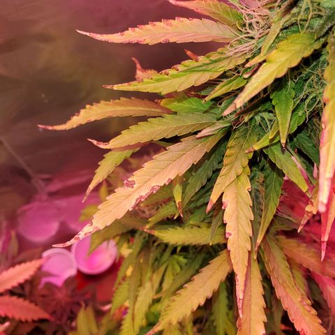 Blue Gorilla Autos growlog photo: Heat stress,  Temps have been hitting the high 90s
