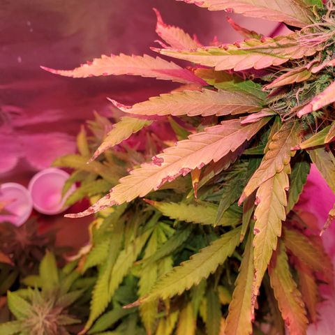 Blue Gorilla Autos growlog photo: Heat stress,  Temps have been hitting the high 90s