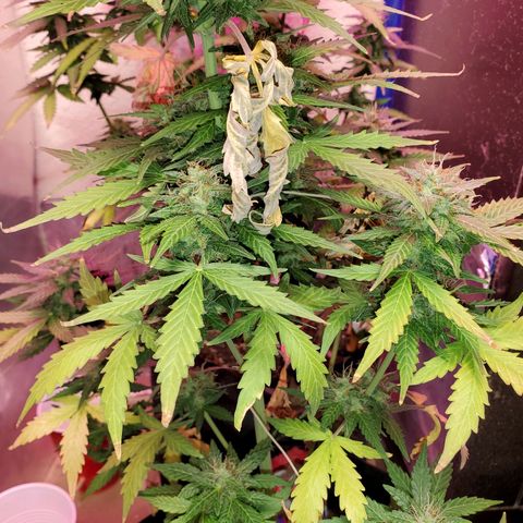 Blue Gorilla Autos growlog photo: Autos - Gorilla Glue (Front), Blueberry (Back)